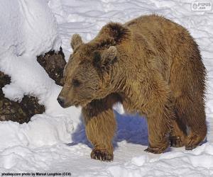 пазл Коричневый медведь на снегу